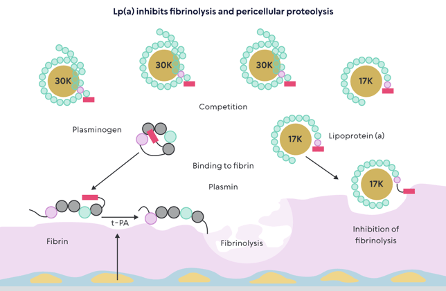 HRTS Lp(a) inhibits fibrinolysis and pericullar proteolysis