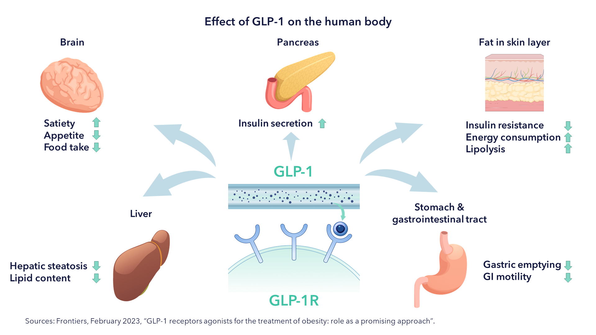 Investing In GLP-1 and Obesity | Tema Insights